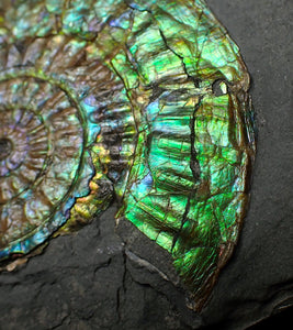 Stunning green iridescent Caloceras ammonite display fossil