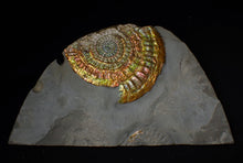 Load image into Gallery viewer, Stunning rainbow iridescent Caloceras ammonite display fossil
