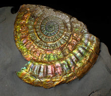 Load image into Gallery viewer, Stunning rainbow iridescent Caloceras ammonite display fossil
