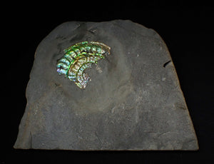 Stunning green iridescent Caloceras ammonite display fossil
