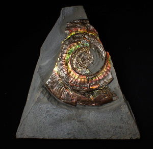 Large rainbow-coloured iridescent Psiloceras display ammonite fossil