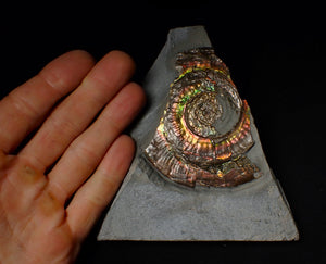 Large rainbow-coloured iridescent Psiloceras display ammonite fossil
