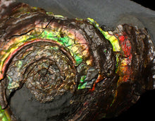 Load image into Gallery viewer, Large rainbow-coloured iridescent Psiloceras display ammonite fossil
