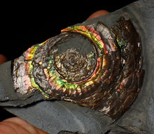 Load image into Gallery viewer, Large rainbow-coloured iridescent Psiloceras display ammonite fossil
