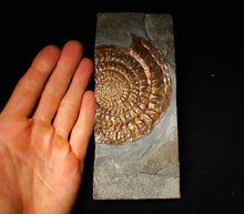Load image into Gallery viewer, Large copper iridescent Caloceras display ammonite
