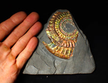 Load image into Gallery viewer, Rainbow iridescent Caloceras display ammonite
