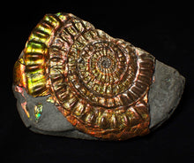 Load image into Gallery viewer, Stunning big rainbow iridescent Caloceras display ammonite fossil (93mm)
