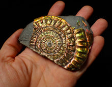 Load image into Gallery viewer, Stunning big rainbow iridescent Caloceras display ammonite fossil (93mm)
