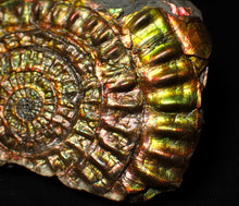 Load image into Gallery viewer, Stunning big rainbow iridescent Caloceras display ammonite fossil (93mm)

