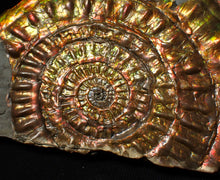 Load image into Gallery viewer, Stunning big rainbow iridescent Caloceras display ammonite fossil (93mm)
