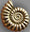 Jurassic Coast Fossils logo