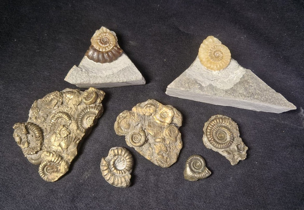 Six pyrite ammonites plus two calcite ammonites