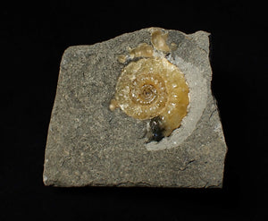 Calcite Promicroceras ammonite fossil display piece (22 mm)