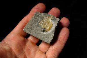 Calcite Promicroceras ammonite fossil display piece (22 mm)