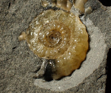 Load image into Gallery viewer, Calcite Promicroceras ammonite fossil display piece (22 mm)
