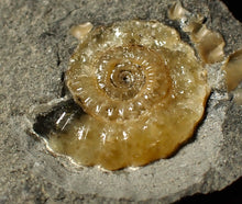 Load image into Gallery viewer, Calcite Promicroceras ammonite fossil display piece (22 mm)

