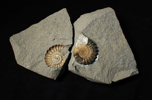 "Popped" 28mm calcite Promicroceras ammonite fossil display piece