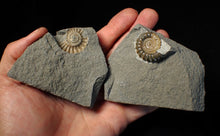 Load image into Gallery viewer, &quot;Popped&quot; 28mm calcite Promicroceras ammonite fossil display piece
