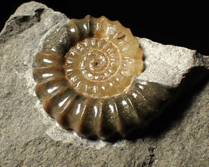 "Popped" 28mm calcite Promicroceras ammonite fossil display piece