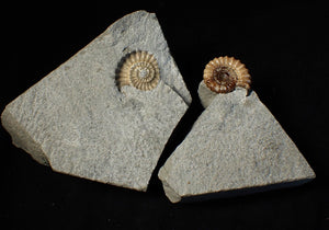 "Popped" 28mm calcite Promicroceras ammonite fossil display piece