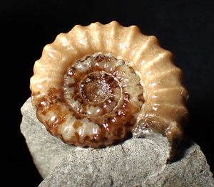 "Popped" 28mm calcite Promicroceras ammonite fossil display piece