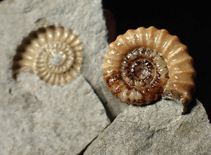 "Popped" 28mm calcite Promicroceras ammonite fossil display piece