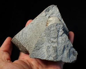 "Popped" 28mm calcite Promicroceras ammonite fossil display piece