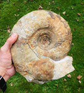 Large Parkinsonia display ammonite (260 mm)