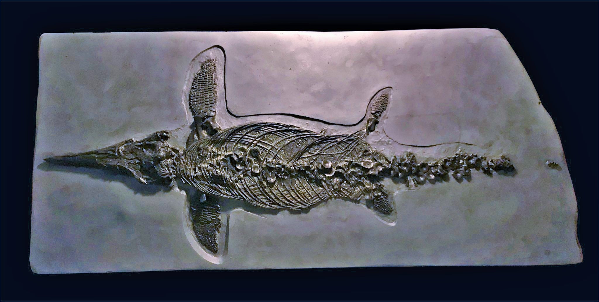 Replica prone Ichthyosaurus communis from Lyme Regis – Jurassic Coast  Fossils