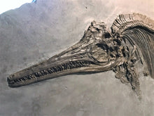 Load image into Gallery viewer, Replica juvenile Ichthyosaurus communis from Lyme Regis
