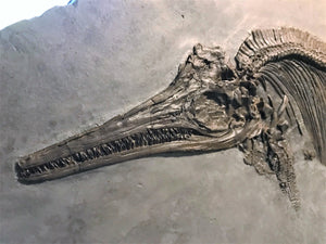 Replica juvenile Ichthyosaurus communis from Lyme Regis
