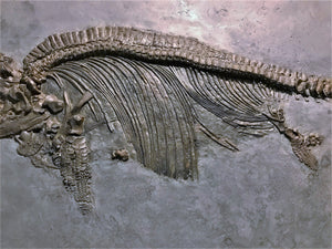 Replica juvenile Ichthyosaurus communis from Lyme Regis