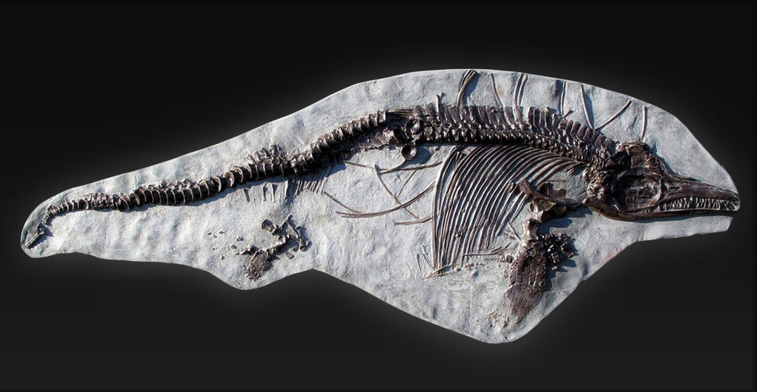 Replica complete <em>Ichthyosaurus breviceps</em> from Lyme Regis