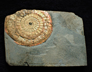 Large 88 mm orange iridescent Caloceras display ammonite