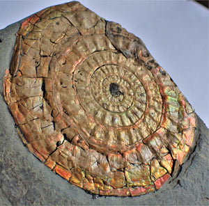 Large 88 mm orange iridescent Caloceras display ammonite