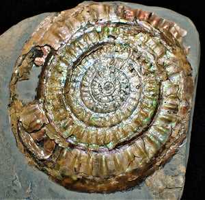 Very large 98 mm subtly iridescent Caloceras display ammonite