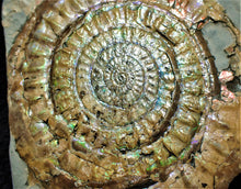 Load image into Gallery viewer, Very large 98 mm subtly iridescent Caloceras display ammonite
