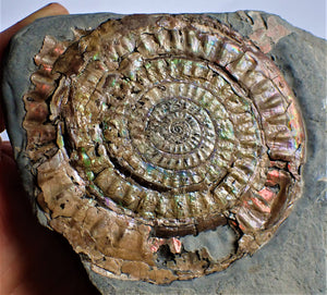 Very large 98 mm subtly iridescent Caloceras display ammonite