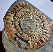Load image into Gallery viewer, Very large 98 mm subtly iridescent Caloceras display ammonite
