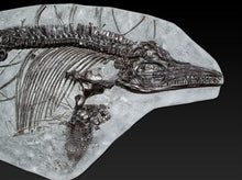 Load image into Gallery viewer, Replica complete &lt;em&gt;Ichthyosaurus breviceps&lt;/em&gt; from Lyme Regis

