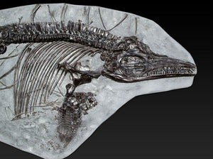 Replica complete <em>Ichthyosaurus breviceps</em> from Lyme Regis