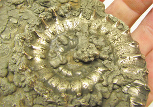 Large <em>Eoderoceras bispinigerum</em> ammonite (94 mm)