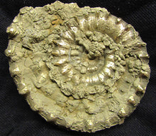 Load image into Gallery viewer, Large &lt;em&gt;Eoderoceras bispinigerum&lt;/em&gt; ammonite (94 mm)
