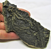 Load image into Gallery viewer, Big detailed crinoid fossil head (120 mm)
