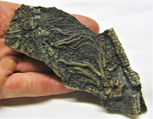 Big detailed crinoid fossil head (120 mm)