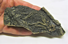 Load image into Gallery viewer, Big detailed crinoid fossil head (120 mm)
