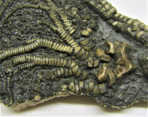 Big detailed crinoid fossil head (120 mm)