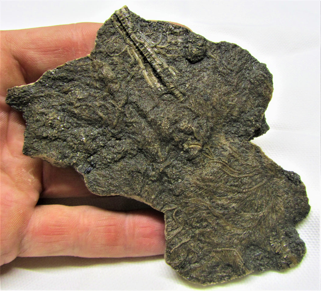 Big detailed crinoid fossil (116 mm)