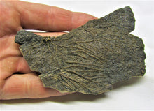 Load image into Gallery viewer, Large detailed crinoid fossil head (100 mm)
