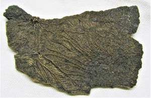 Large detailed crinoid fossil head (100 mm)